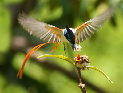 birds of sri lanka, endemic list, birdwatching in sri lanka