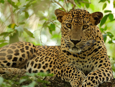 leopard safari, yala, leopard watching