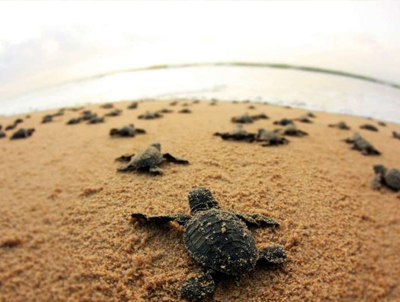 turtle conservation, turtles in sri lanka, turtle hatcheries