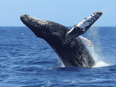 whale watching in sri lanka, whales, mirissa, trincomalee, kalpitiya